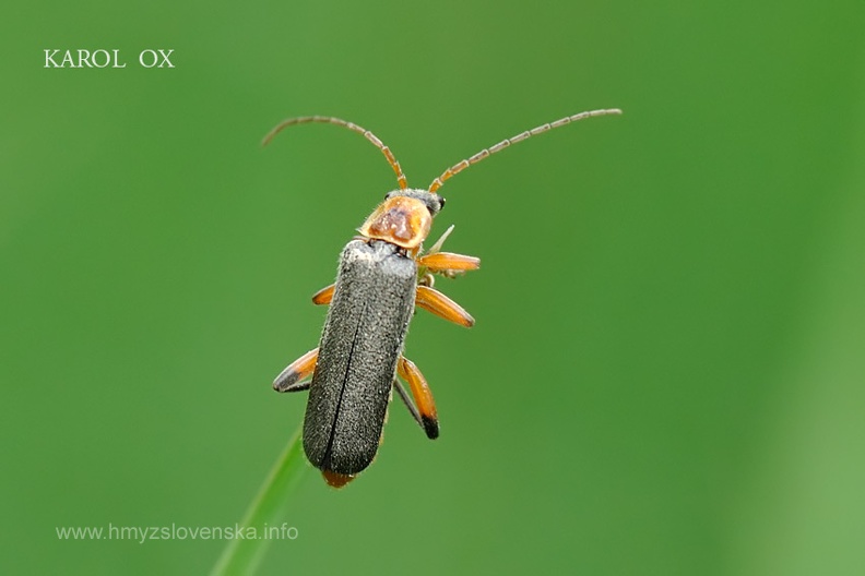 Cantharis nigricans (10)